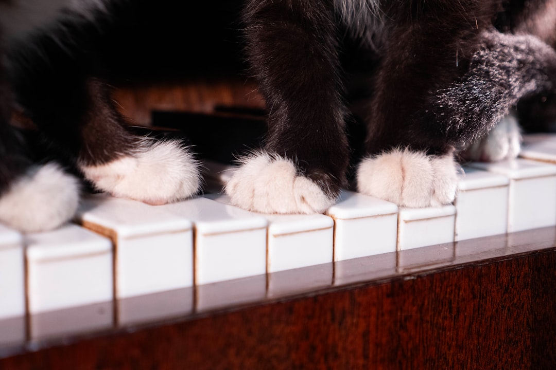 A black and white cat sitting on top of a piano